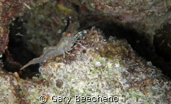 Shrip on Coral by Gary Beecheno 